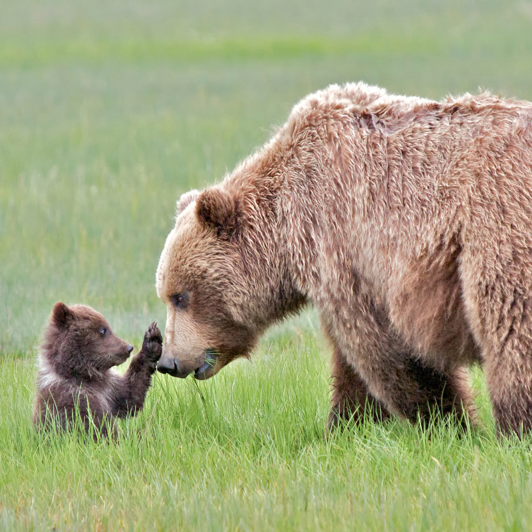 Gấu mẹ và gấu con trong khu nghỉ dưỡng Montana