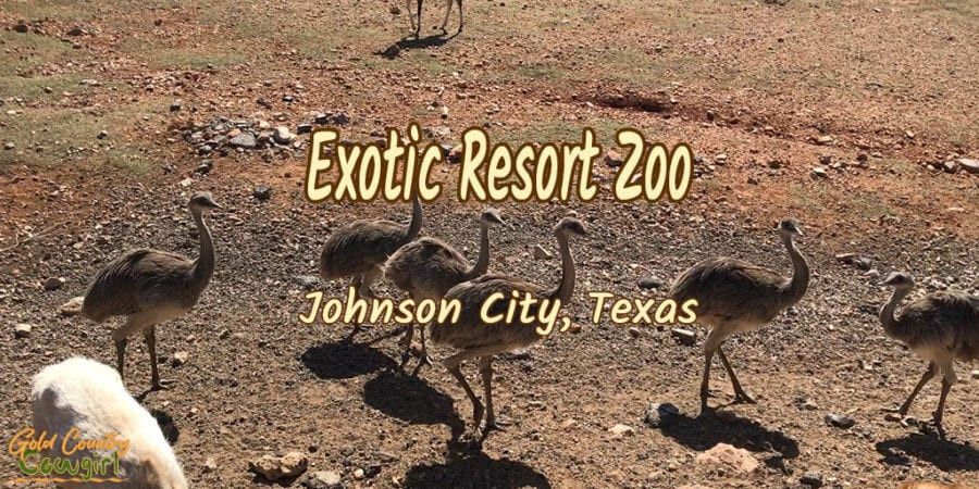 Đàn đà điểu với dòng chữ: Exotic Resort Zoo Johnson City, Texas