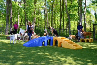 PLAYtrain® Doggie Daycare tại JM Pet Resort, nơi chó được vui chơi, huấn luyện và tương tác xã hội