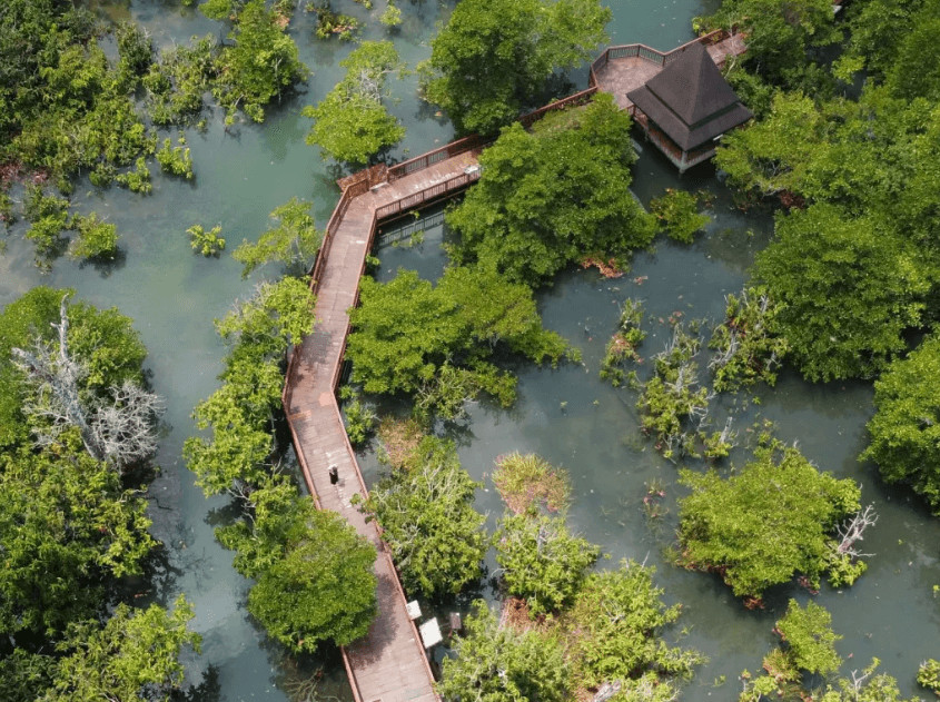 Đường đi bộ bằng gỗ xuyên rừng ngập mặn ở Krabi