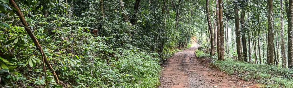 Xe jeep 4x4 đưa đón khách tại Wild Planet Jungle Resort