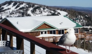 The views were not awful! Moose Mountain Top Lodge