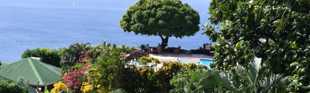 new stonefield mango tree 02