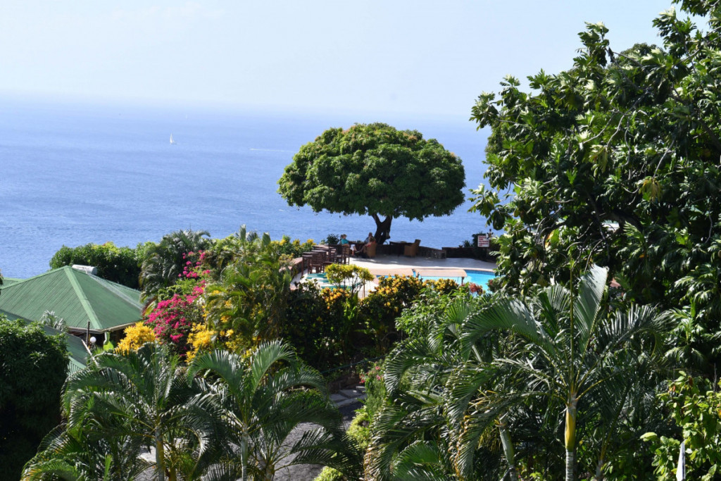 new stonefield mango tree 02